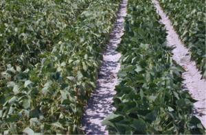 several rows of soybeans, some wilted and some not.