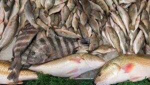 Fish for sale at an NC seafood market