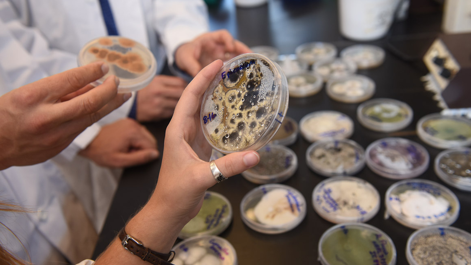 Hands holding cultures of fungi isolated from soil.
