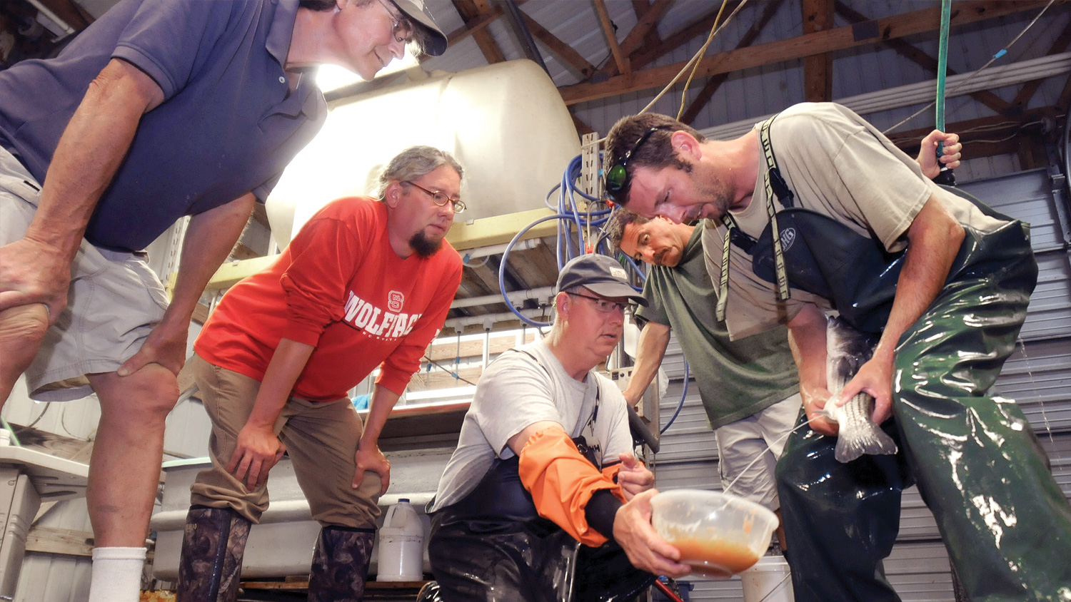 CALS researchers harvest Striped Bass fry (eggs) at NC State's Pamlico Aquaculture Field Lab in Aurora, N.C.