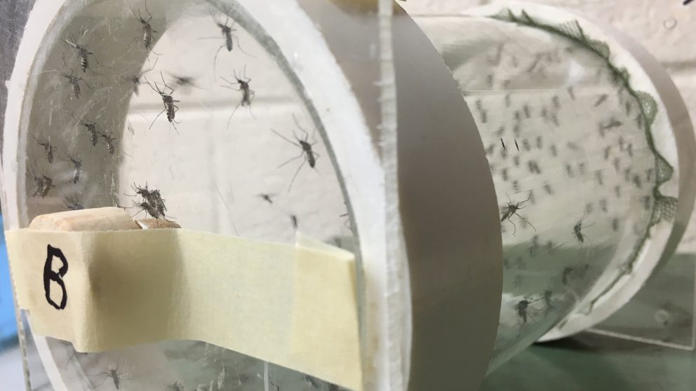 Mosquitoes in a clear container