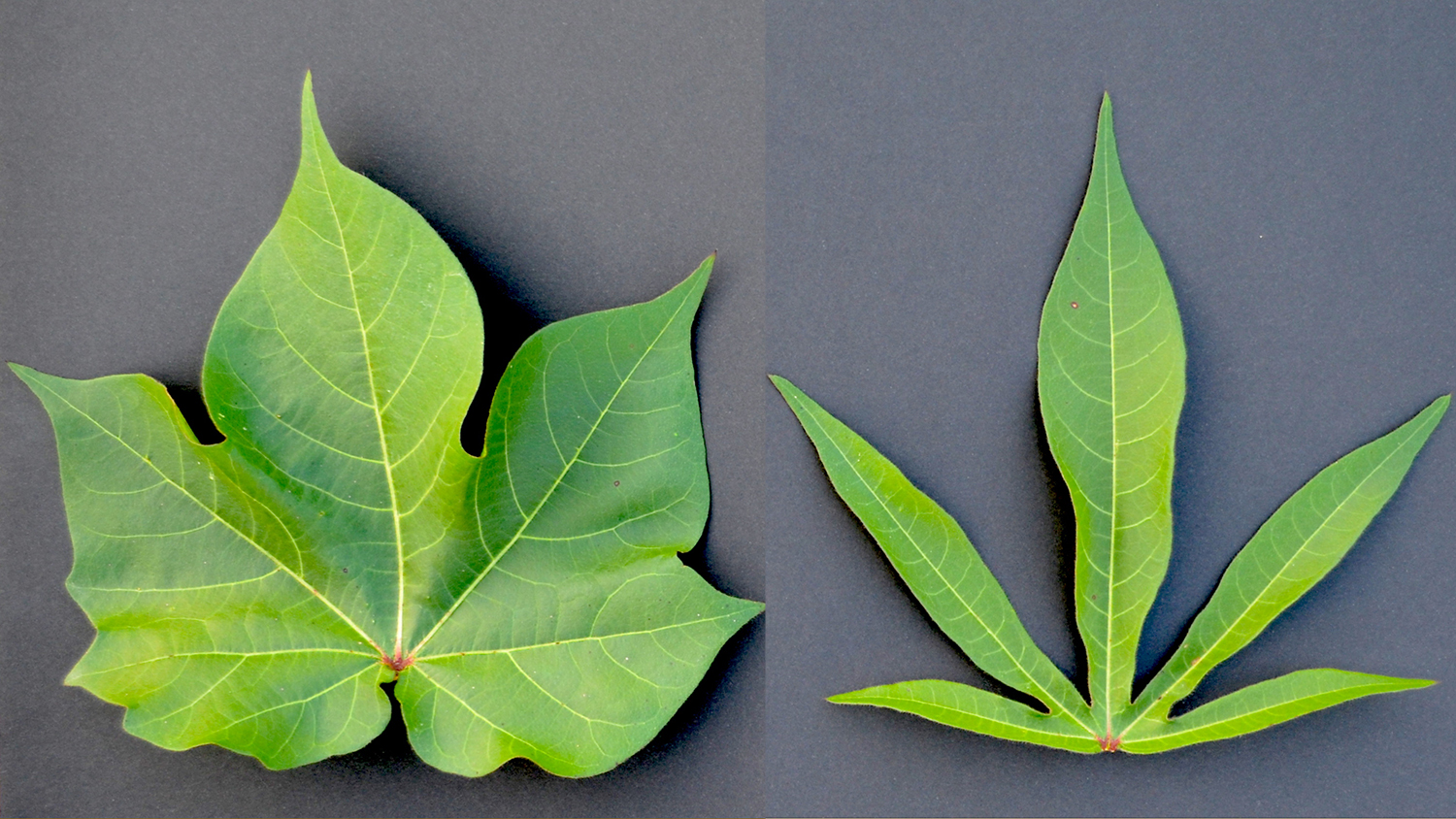 Cotton Plant Leaf