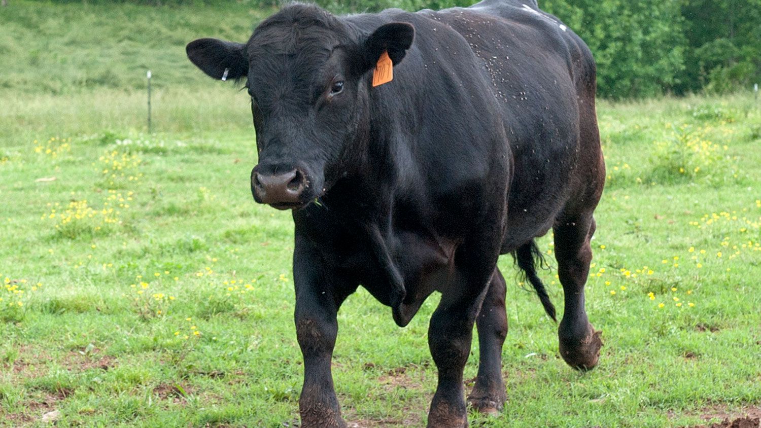 photo of Black Angus cow