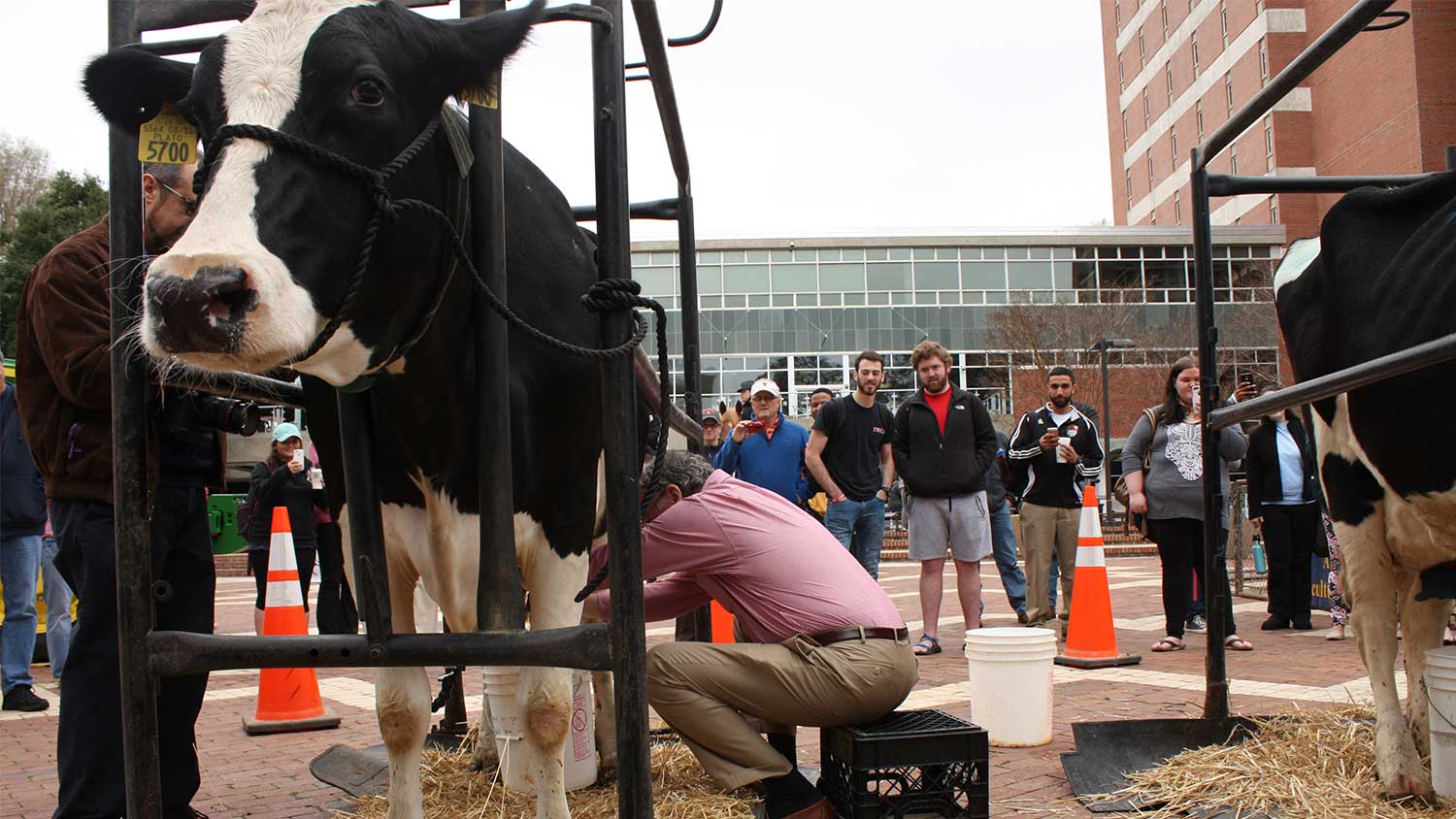 Associate Dean milking cow on the Brickyard