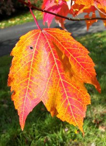 Red maple leaf close up