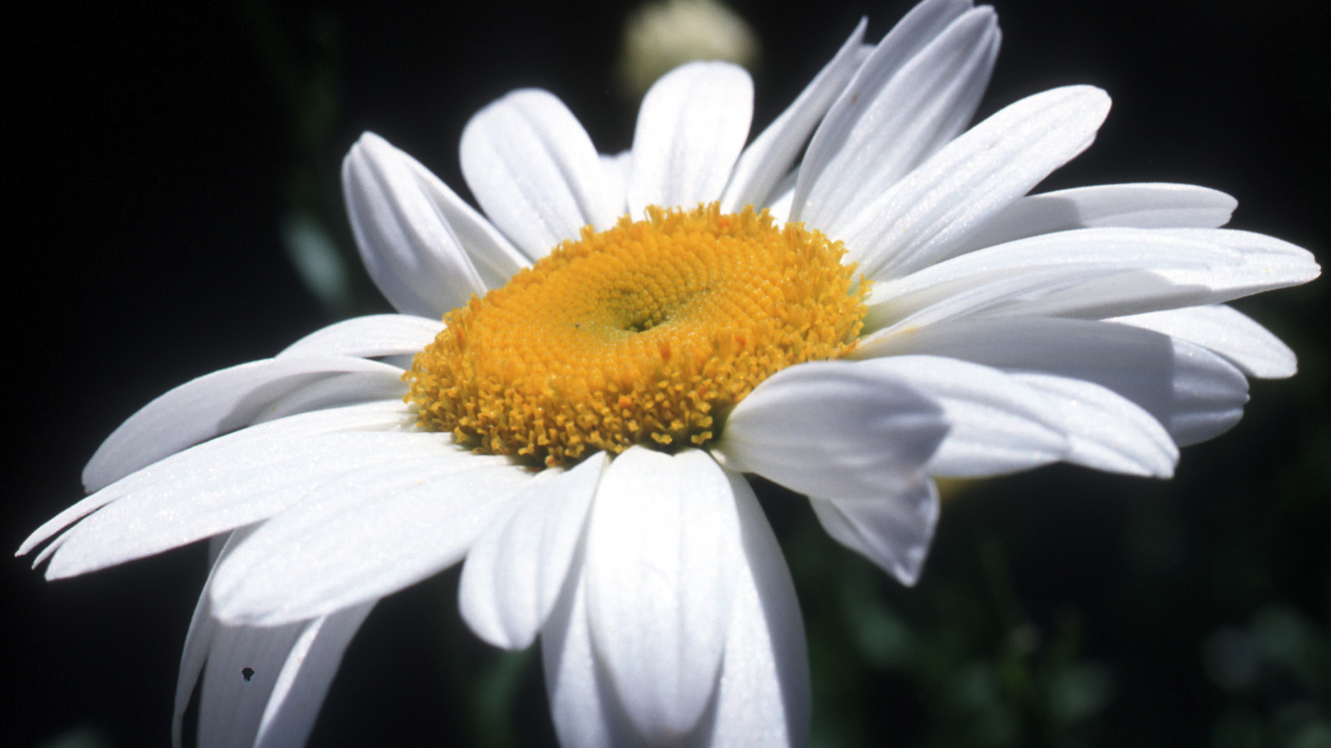 Close up photo of a daisy
