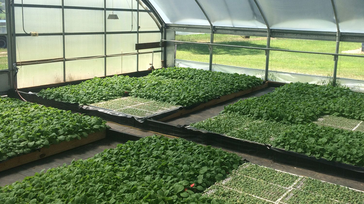 Tobacco seedlings in a greenhouse