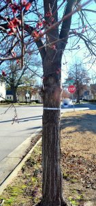 A banded red maple tree