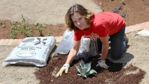 Professor spreading mulch around a plant.