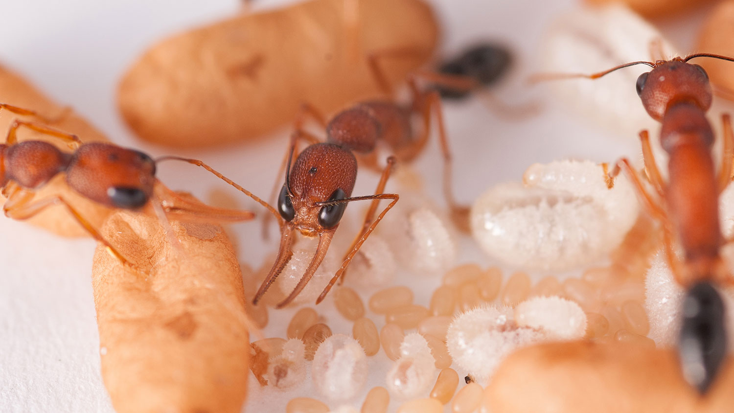 Indian Jumping Ant workers