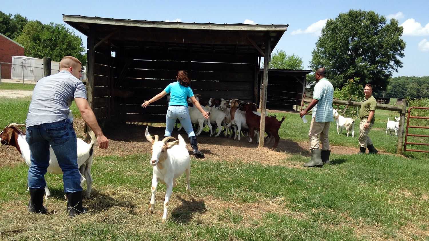 U.S. Army soldiers being trained in animal handling thanks to a partnership between CALS and CVM.