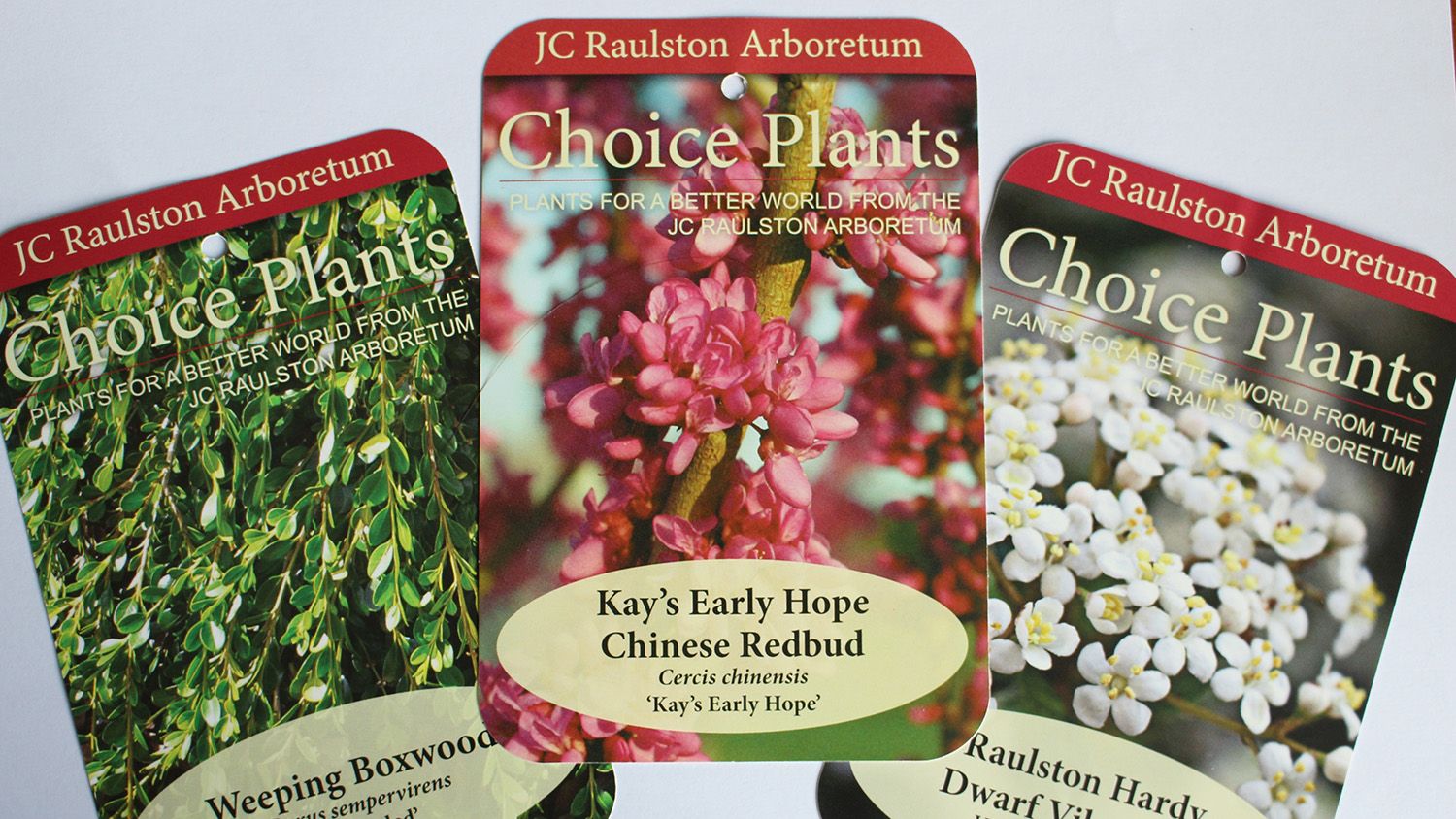 Expand Your Garden Palette with Choice Plants College of Agriculture and Life Sciences