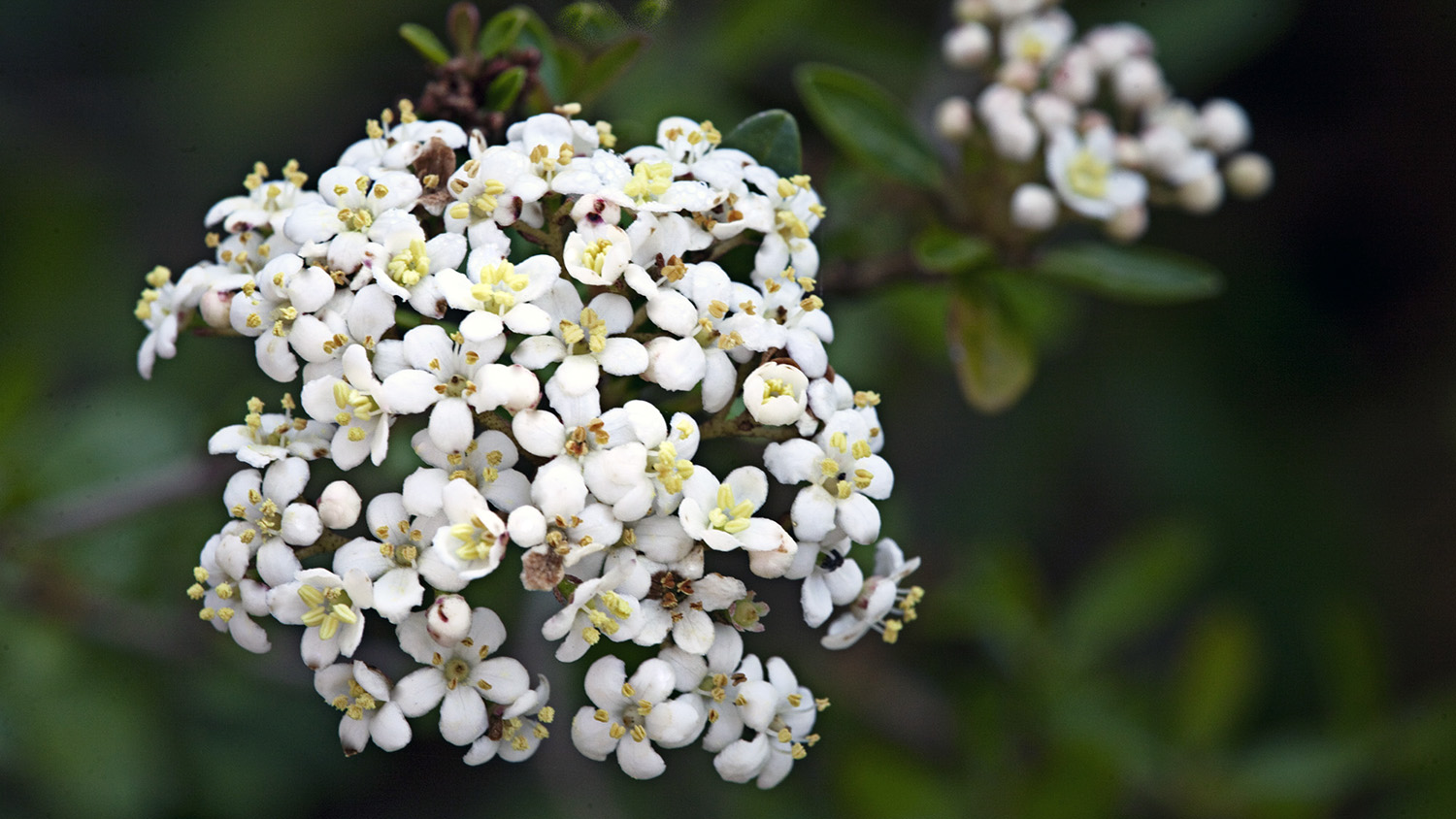 viburnum with clusters of small white flowers