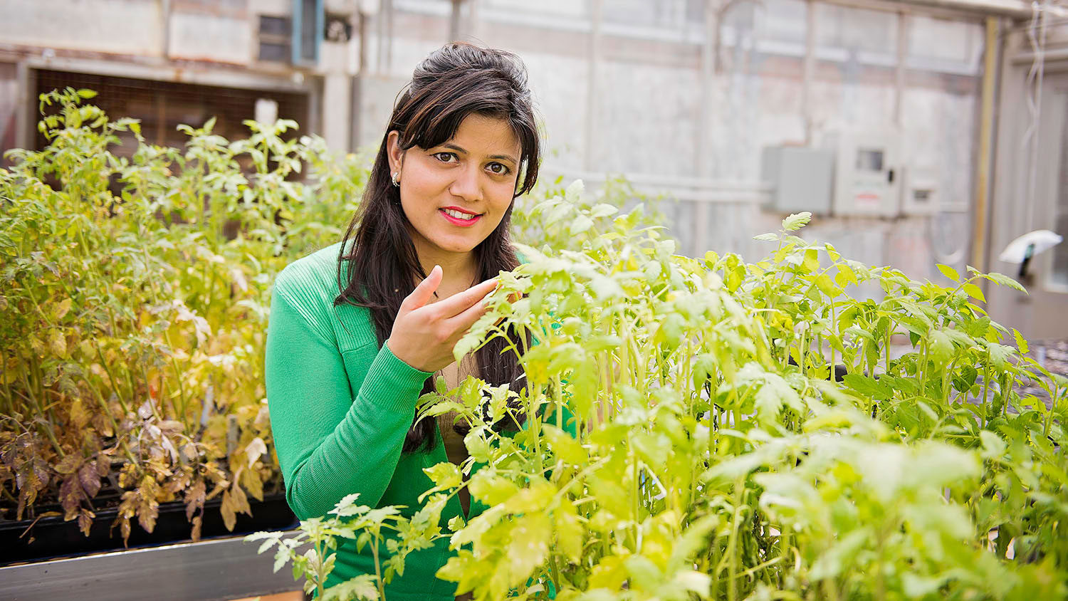 CALS Ph.D. student Pragya Adhikari in a greenhouse