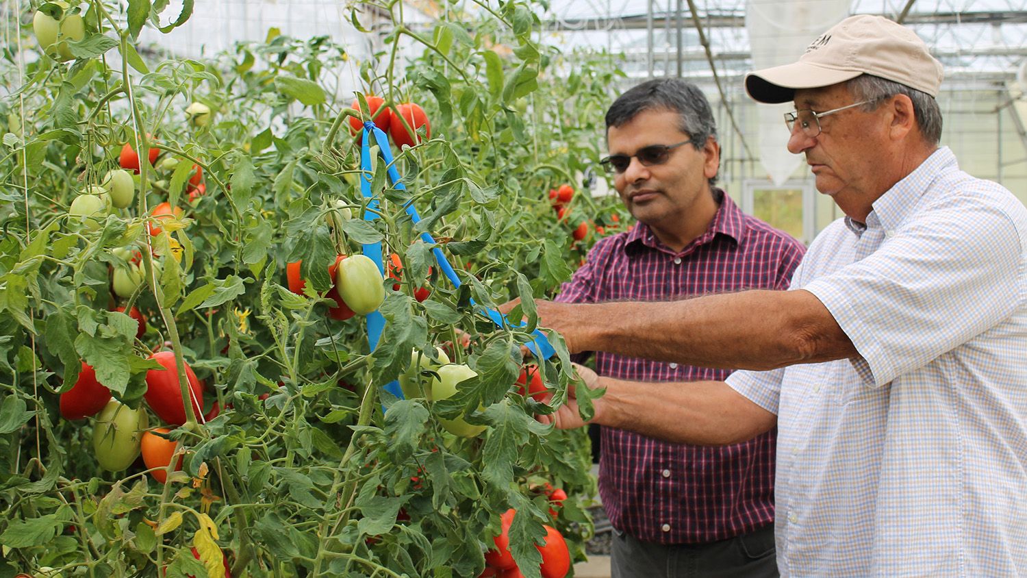 Two scientists look at tomatoes growing in a greenhouse.
