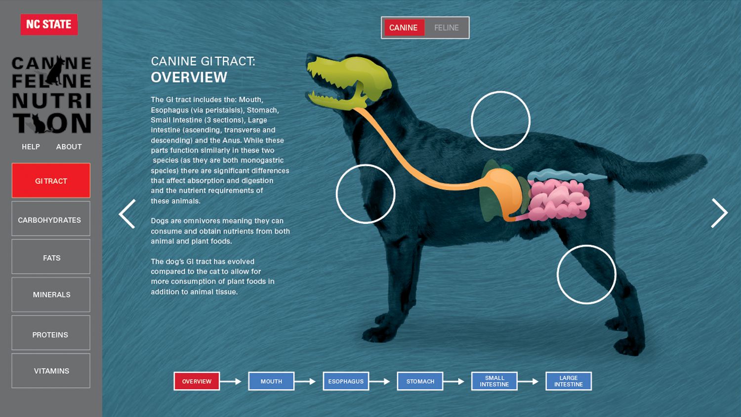 The Canine GI tract overview from the web tool created for ANS 590