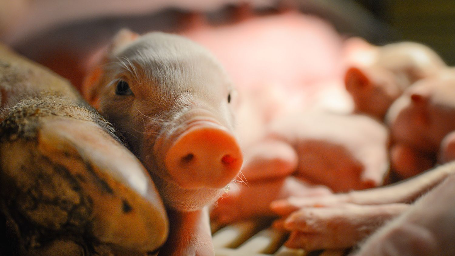 Nipples., Piglets sleeping after a feed. Posted especially …