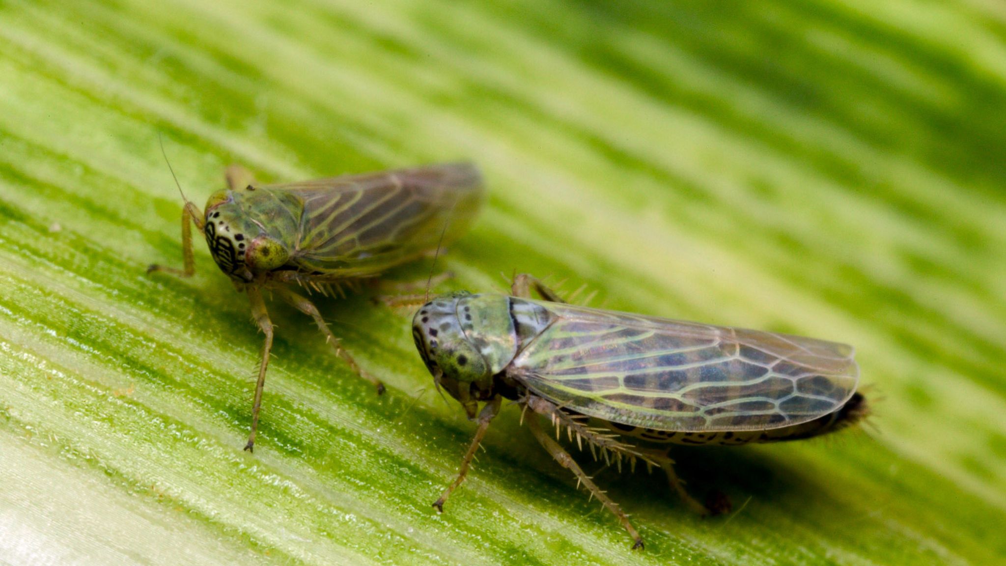 Leafhoppers on corn
