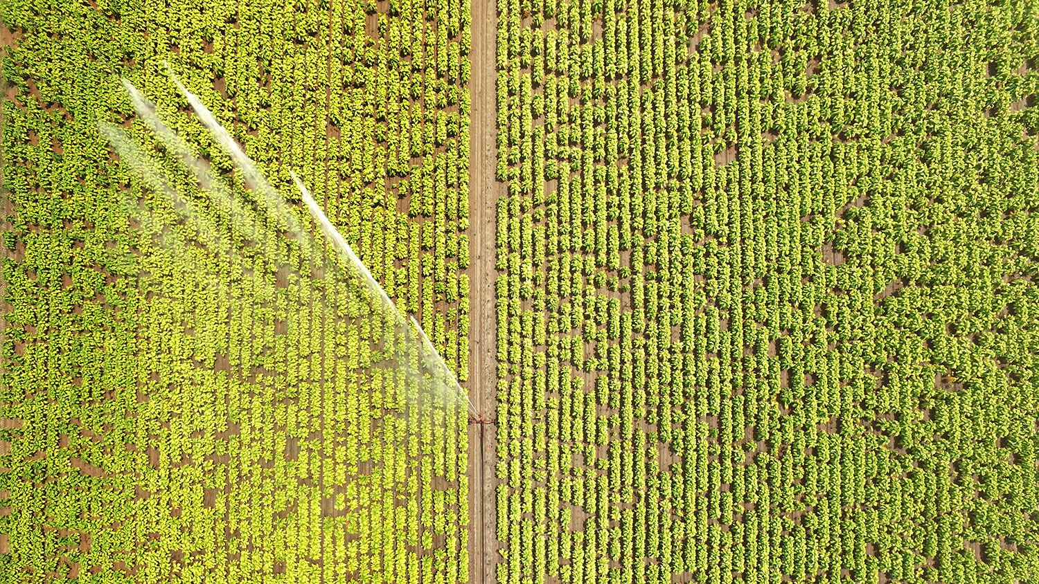 Irrigating a tobacco field