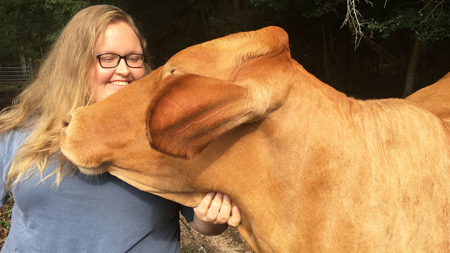 CALS student Abby Whitaker with a cow