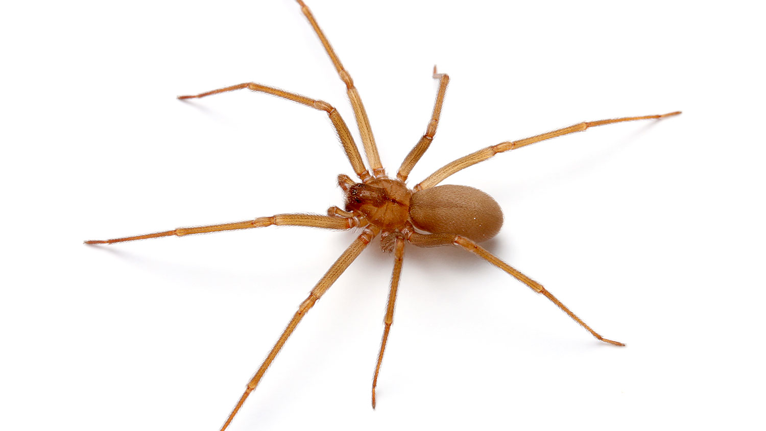 Brown recluse spider