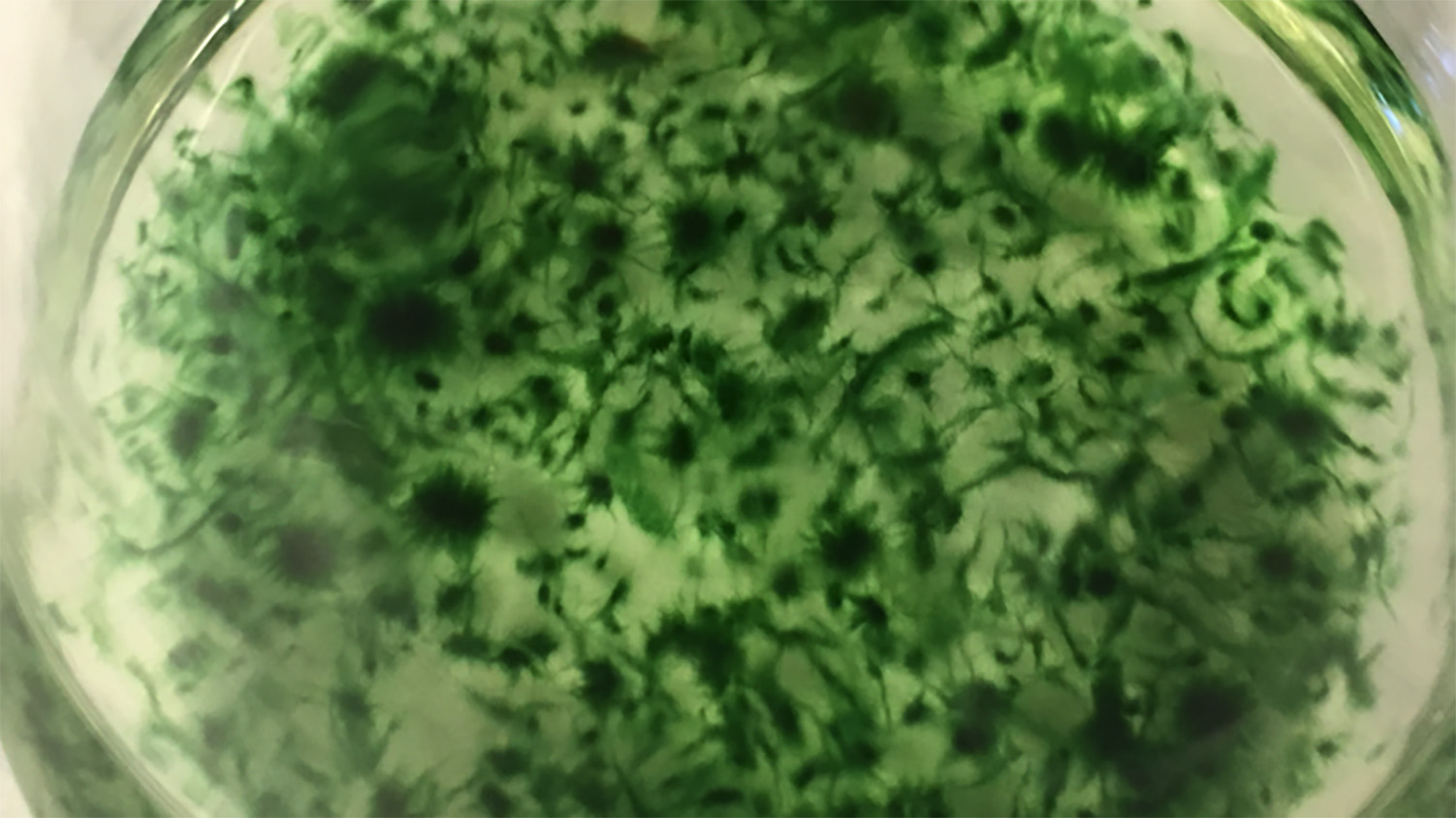 Cyanobacteria in a flask