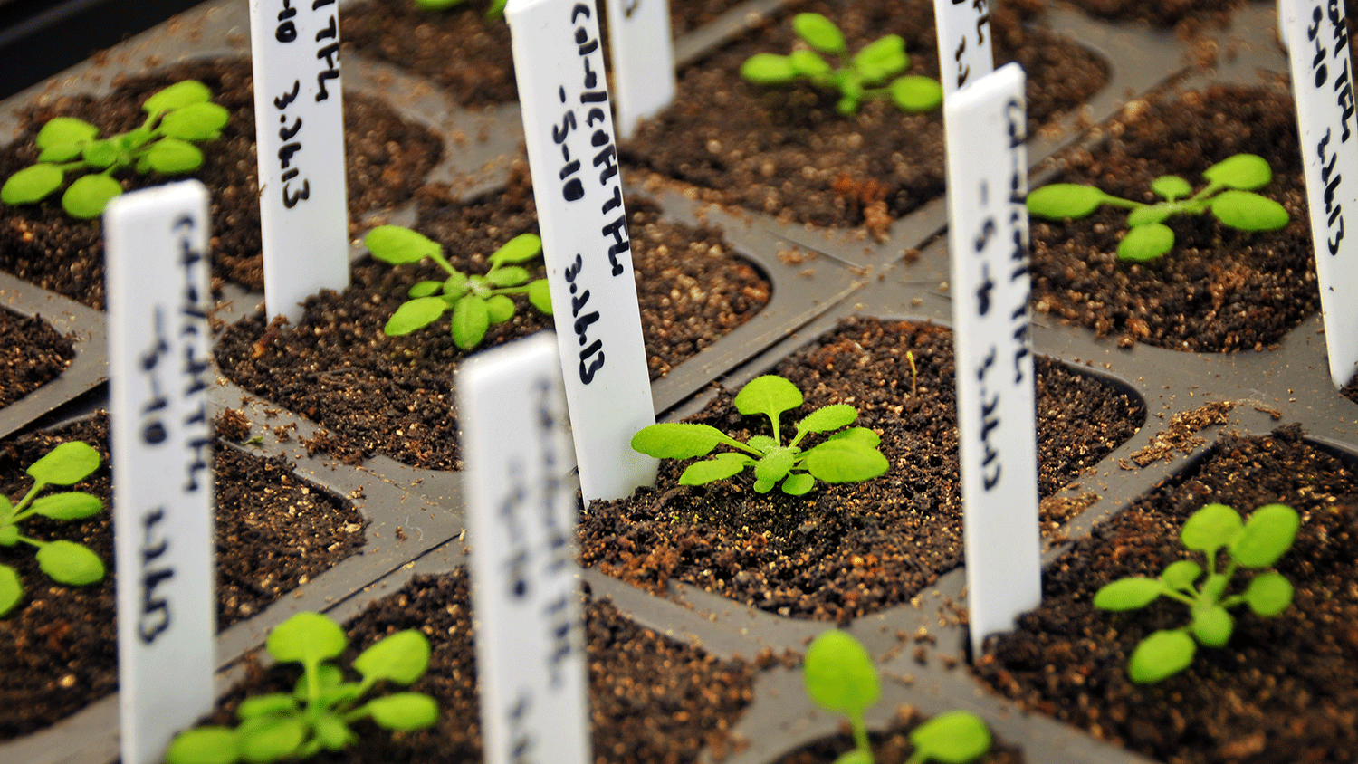 Seedlings with tags