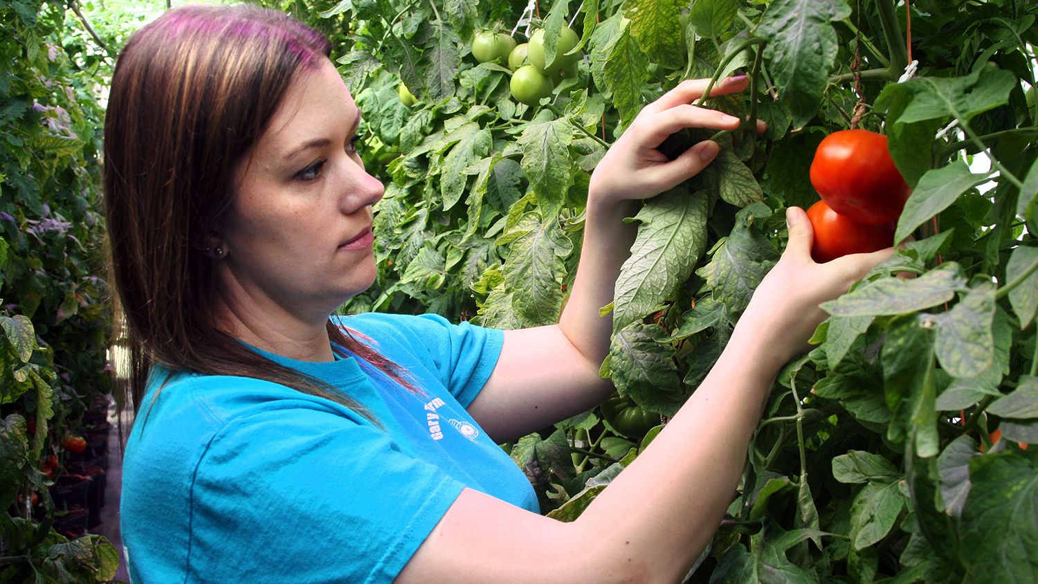Mandy Thomas is one of Lee County Extension's Women in Ag, here picking a tomato.