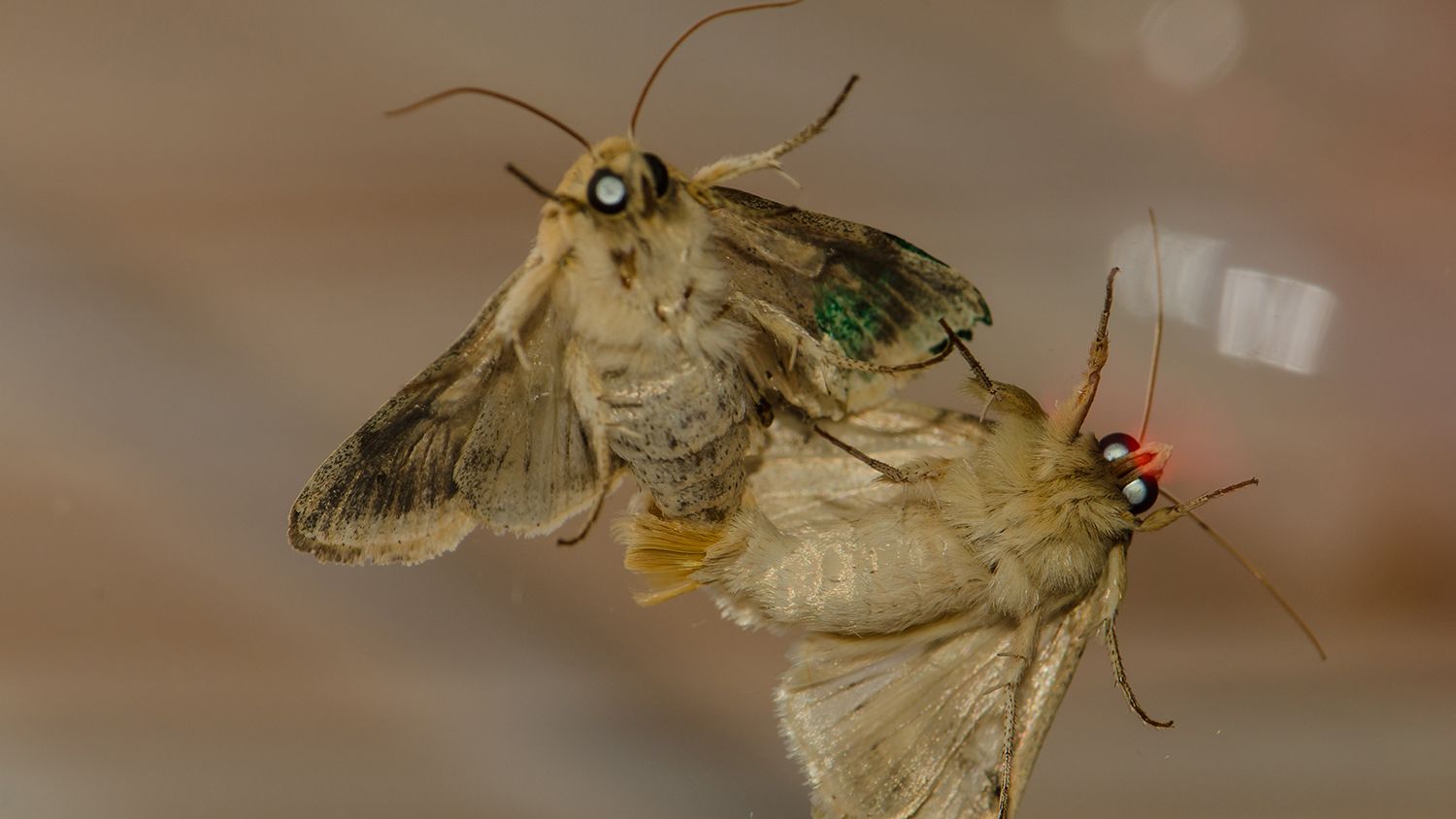 Two moths mating