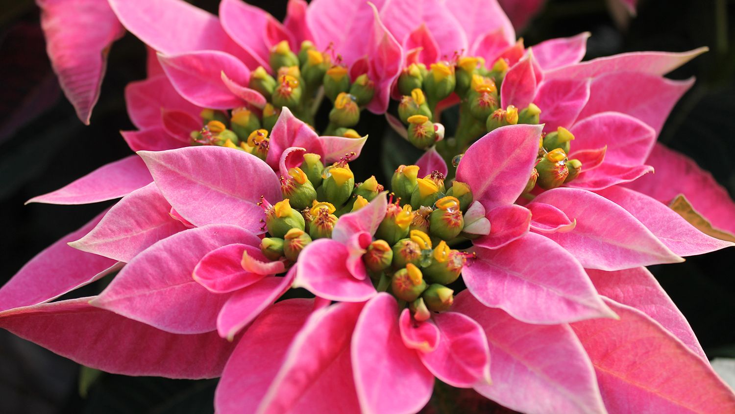 pink poinsettia