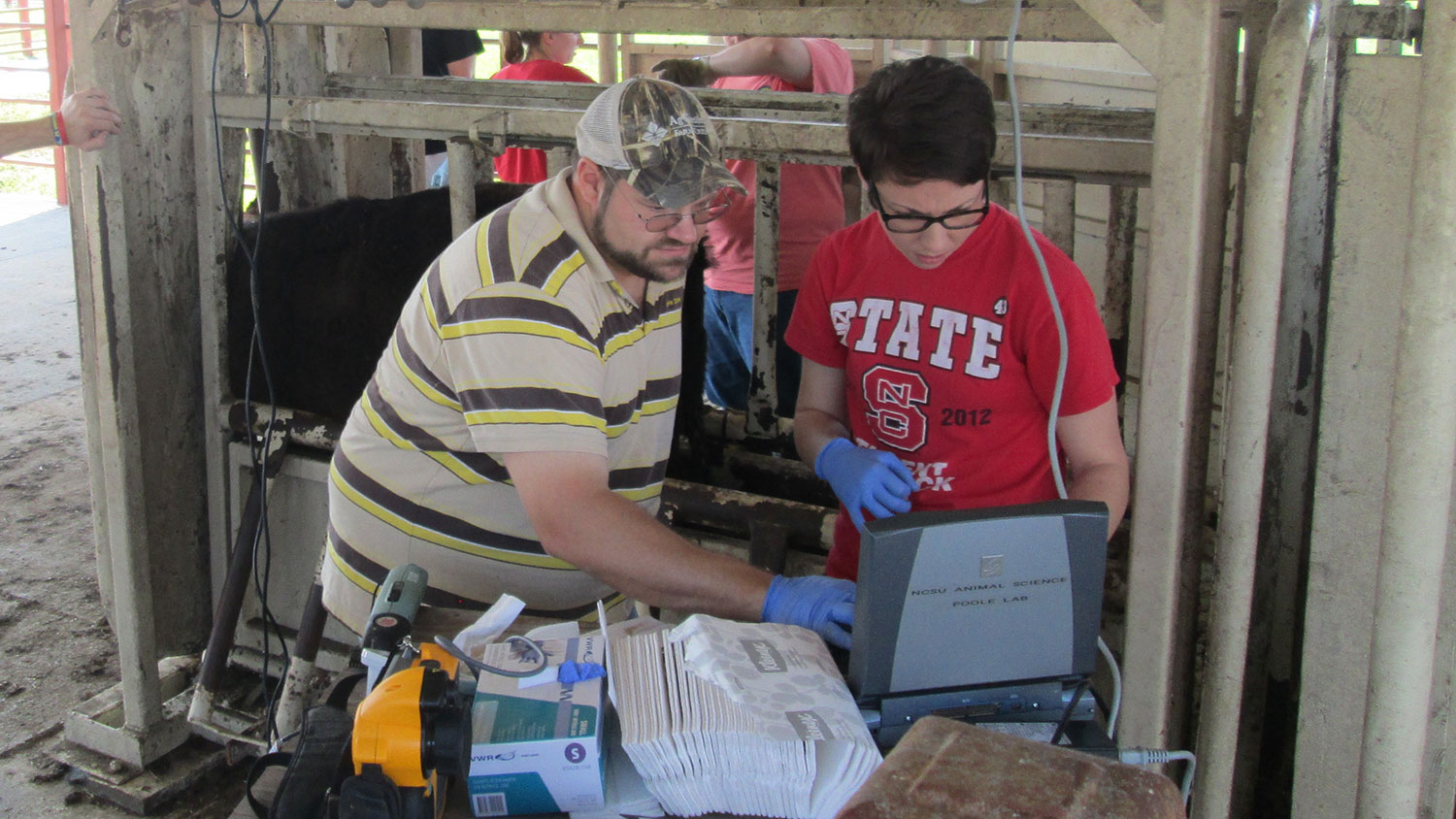 Becky Poole and her faculty mentor Dr. Daniel Poole investigate the impact of protein supplementation on immune response in steers suffering from a disease called fescue toxicosis.  