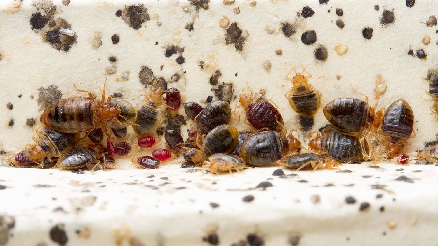 Bed bugs on fabric
