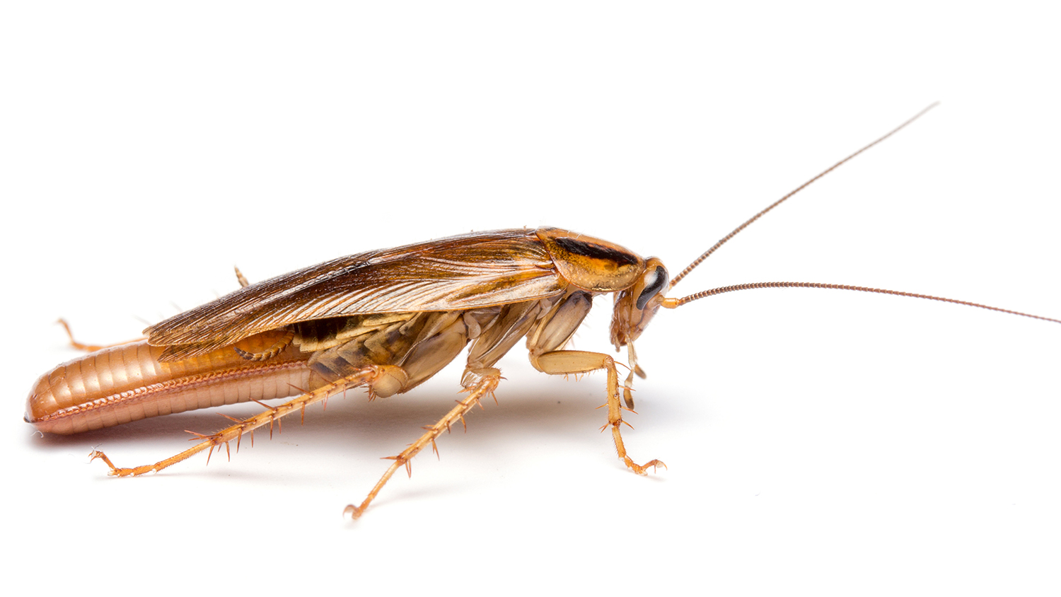 cockroach close up against white background