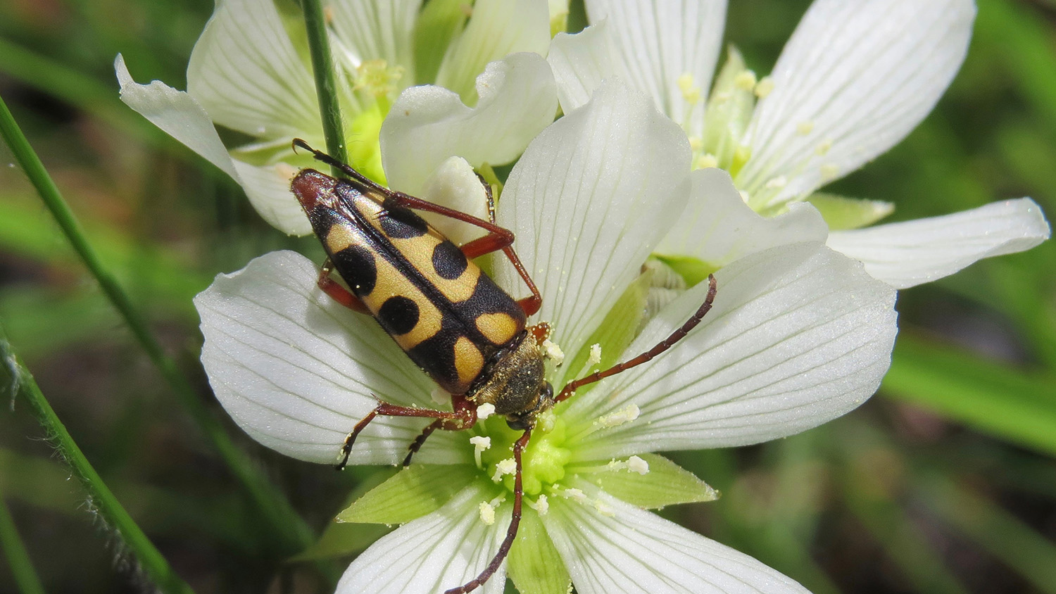 spotted beetle on a white flower