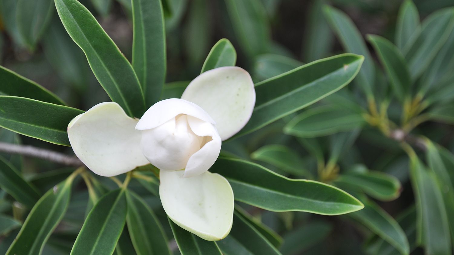 Closeup photo of magnolia flower