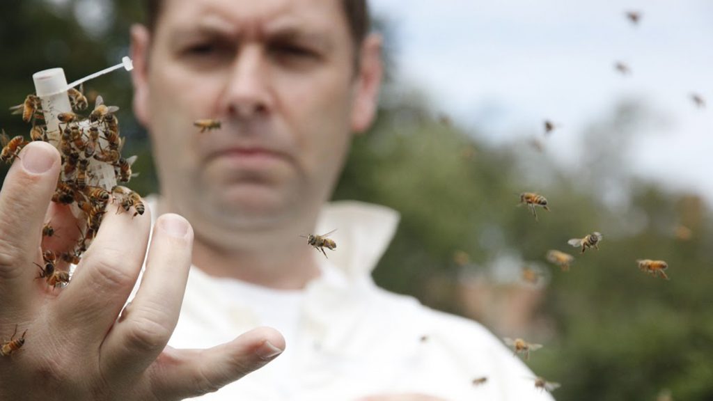 David Tarpy with honey bees