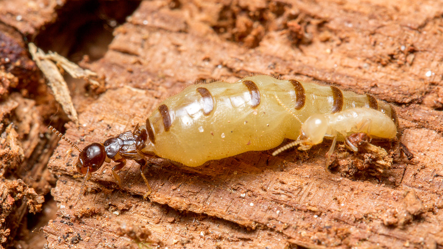 Researchers identify the termite royal recognition pheromone. Photo courtesy of Matt Bertone, NC State University.