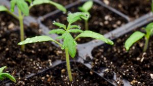 close up photo of tomato seedling