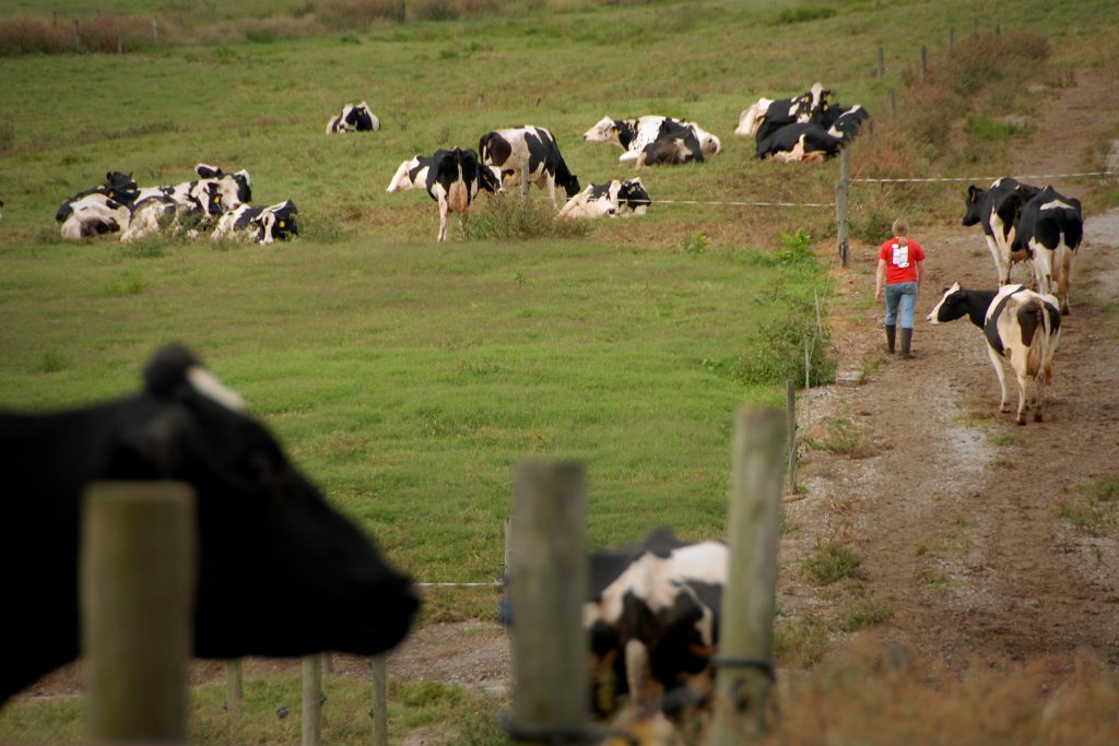 A student walks through a field with cows.