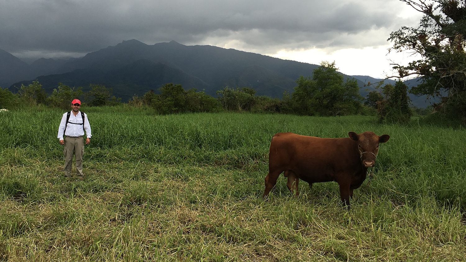 Cow and researcher in a pasture with grass and trees.