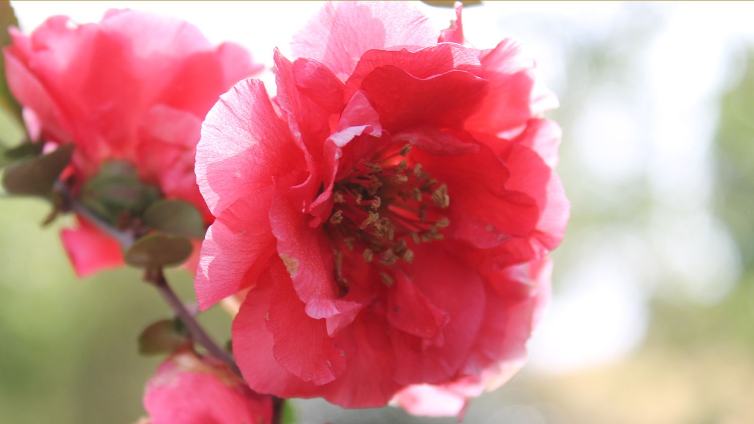 Pink blossom