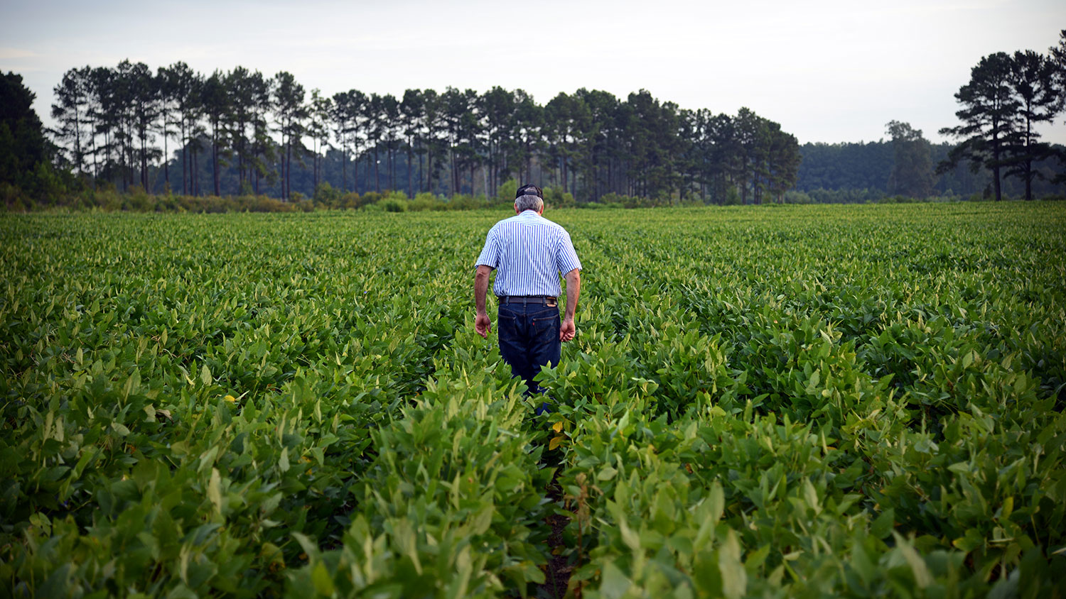 Farmer walking in soybean field