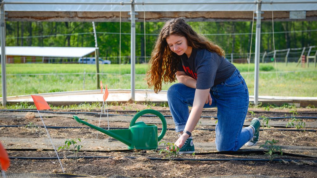 CALS Agroecology student Eliza Hardy waters plants