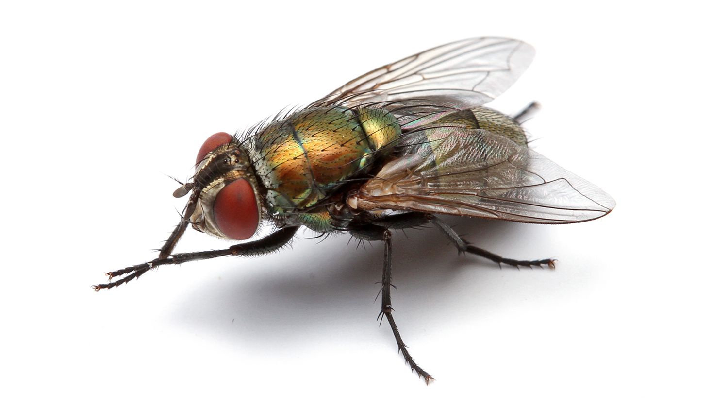 Australian sheep blowfly against a white background.