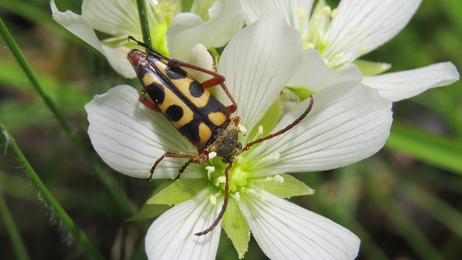 Longhorn beetle on a Venus flytrap blossom. Photo credit: Clyde Sorenson.