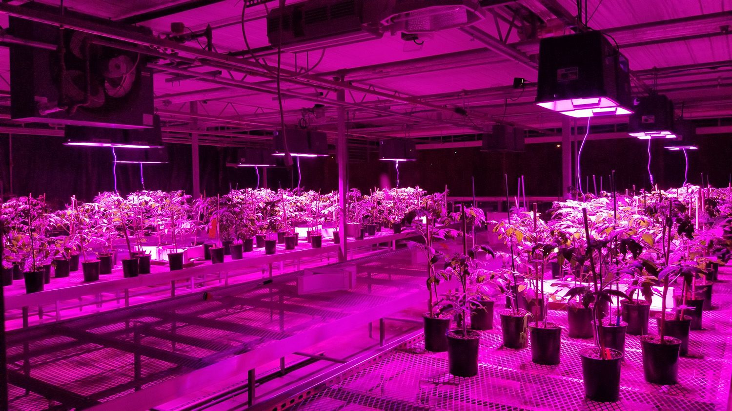 Purple light in greenhouse with tomato plants.