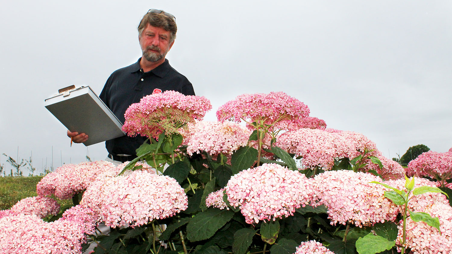 Man standing by pink hydrangea bush