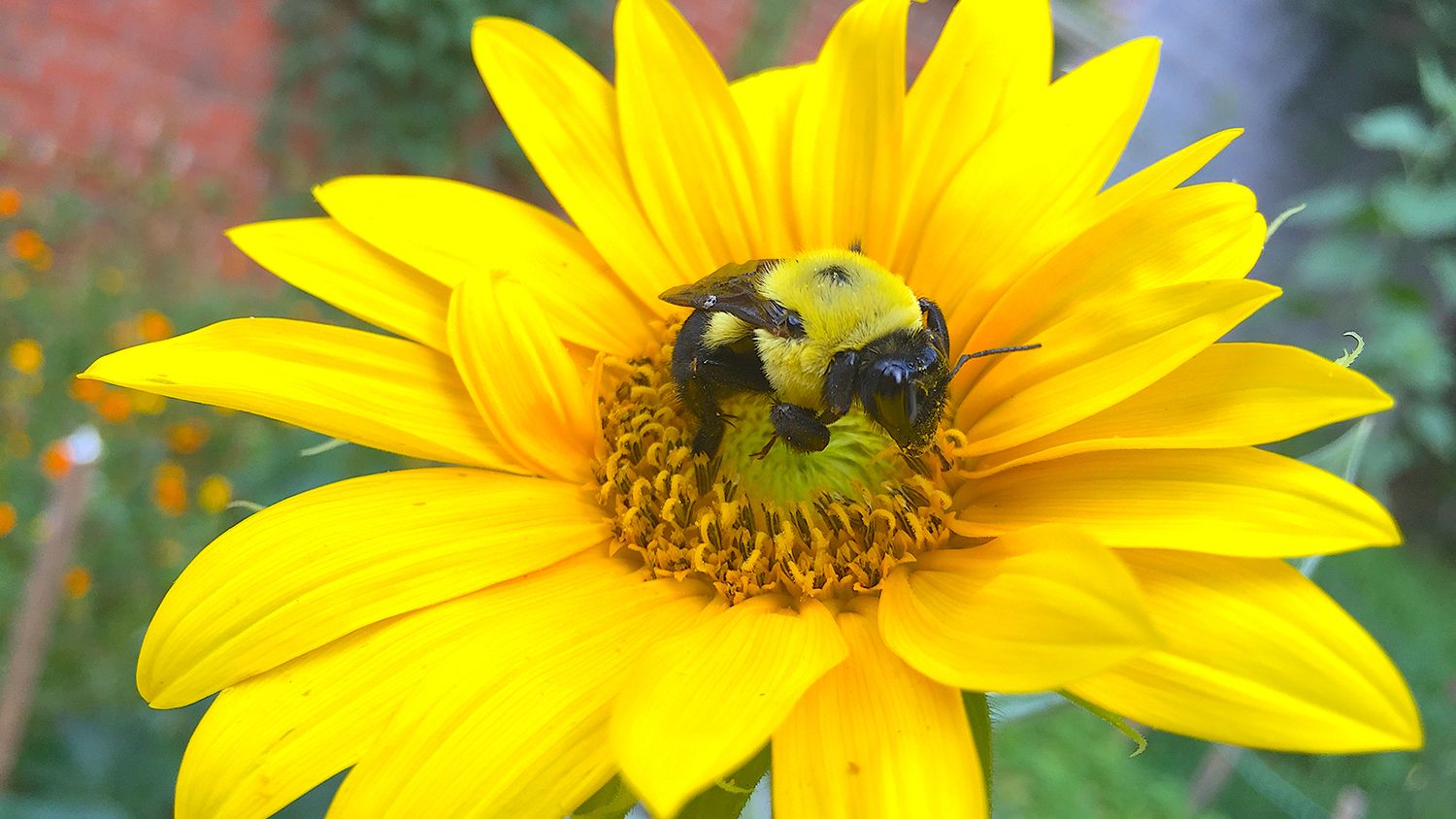 Sunflower research shows aid to bees