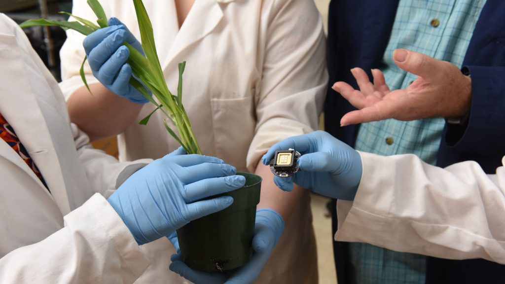 Hands of four people, the sensor and the plant