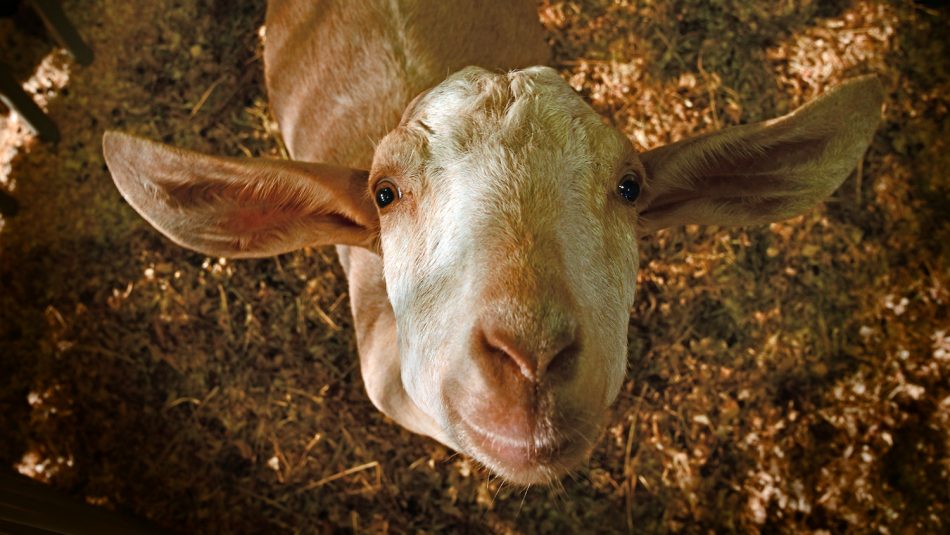 Curious show goat at the State Fair.